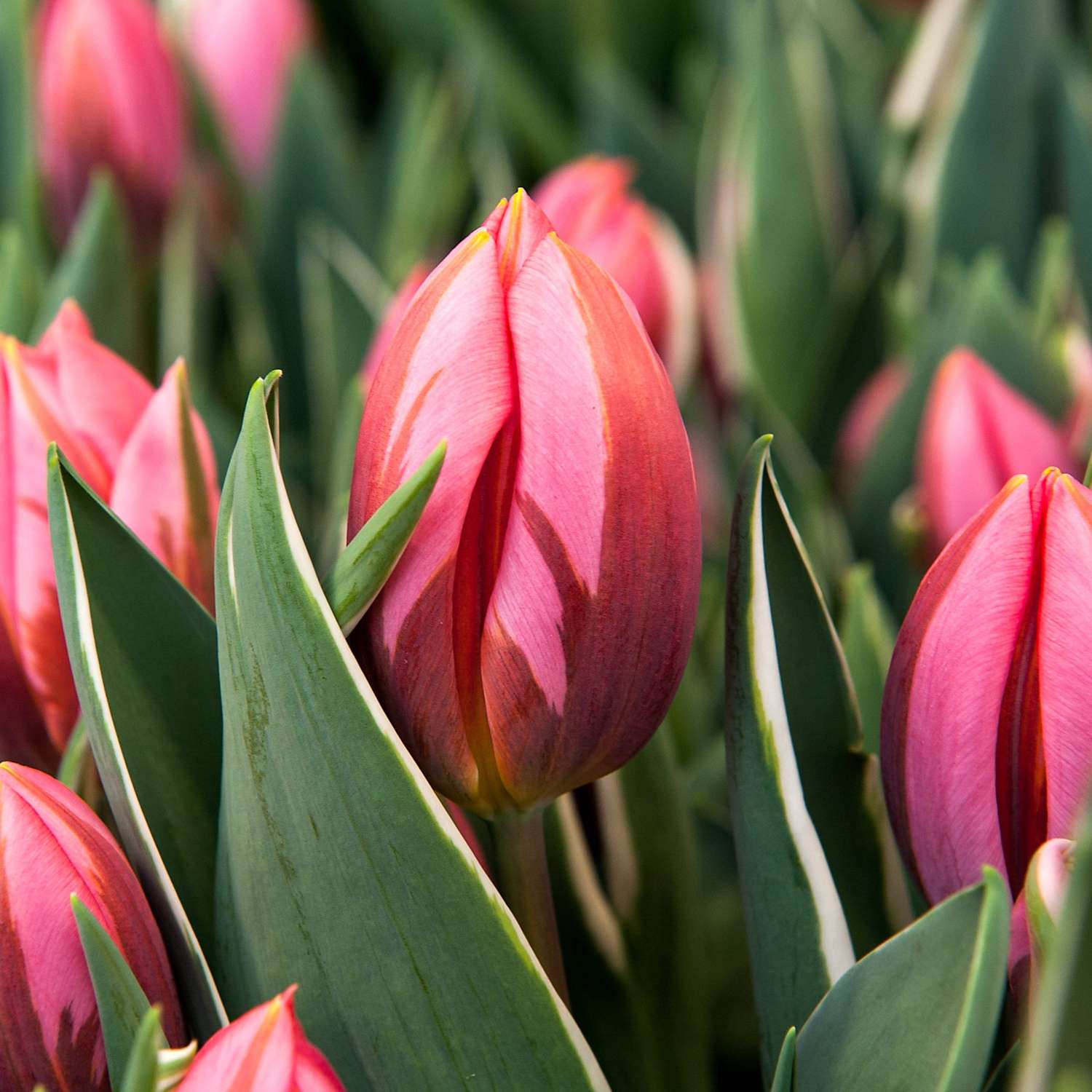 Tulppaani 'Pretty Princess'